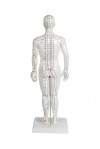 Modelo Anatómico de Corpo Humano Masculino 50 cm: 361 pontos de acupuntura e 80 pontos curiosos